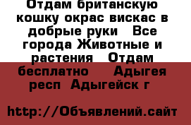 Отдам британскую кошку окрас вискас в добрые руки - Все города Животные и растения » Отдам бесплатно   . Адыгея респ.,Адыгейск г.